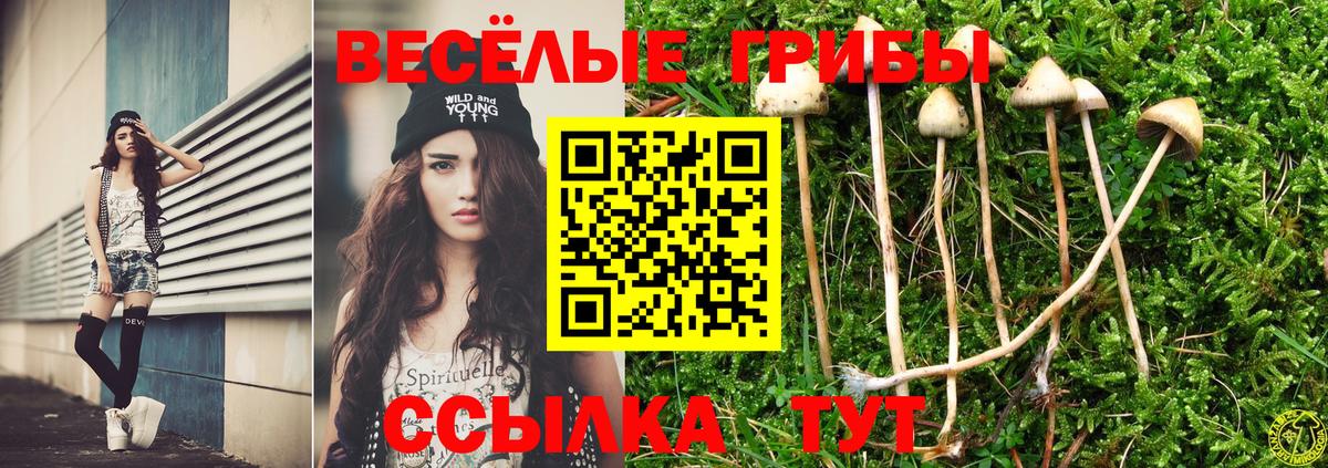 Галлюциногенные грибы Psilocybine cubensis  Вход с VPN  Кингисепп 
